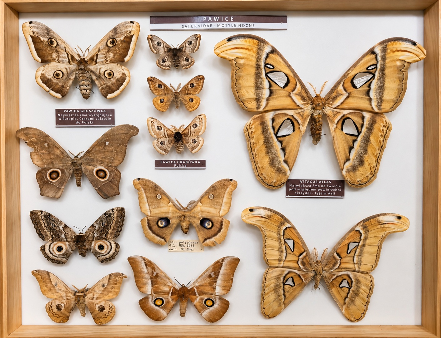 Gablota z kolekcją pawic w Muzeum Motyli we Władysławowie, w tym dwa duże okazy Attacus atlas i pawica gruszówka.