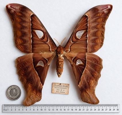Coscinocera hercules – okaz z kolekcji Muzeum Motyli we Władysławowie, z monetą 1 zł i linijką dla porównania wielkości.