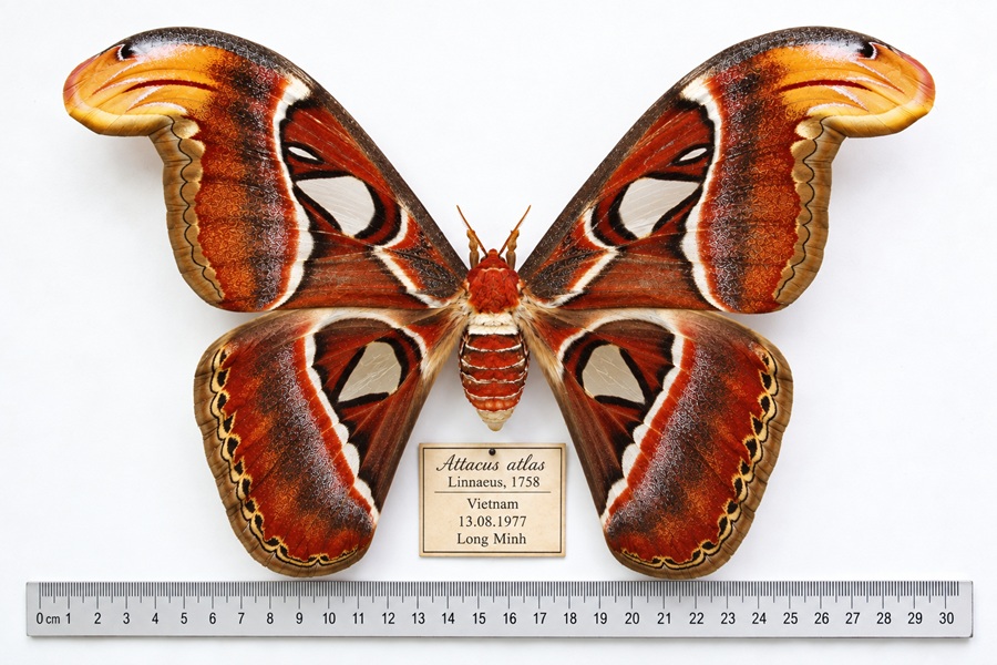 Attacus atlas – okaz z kolekcji Muzeum Motyli we Władysławowie, z rozłożonymi skrzydłami i linijką.