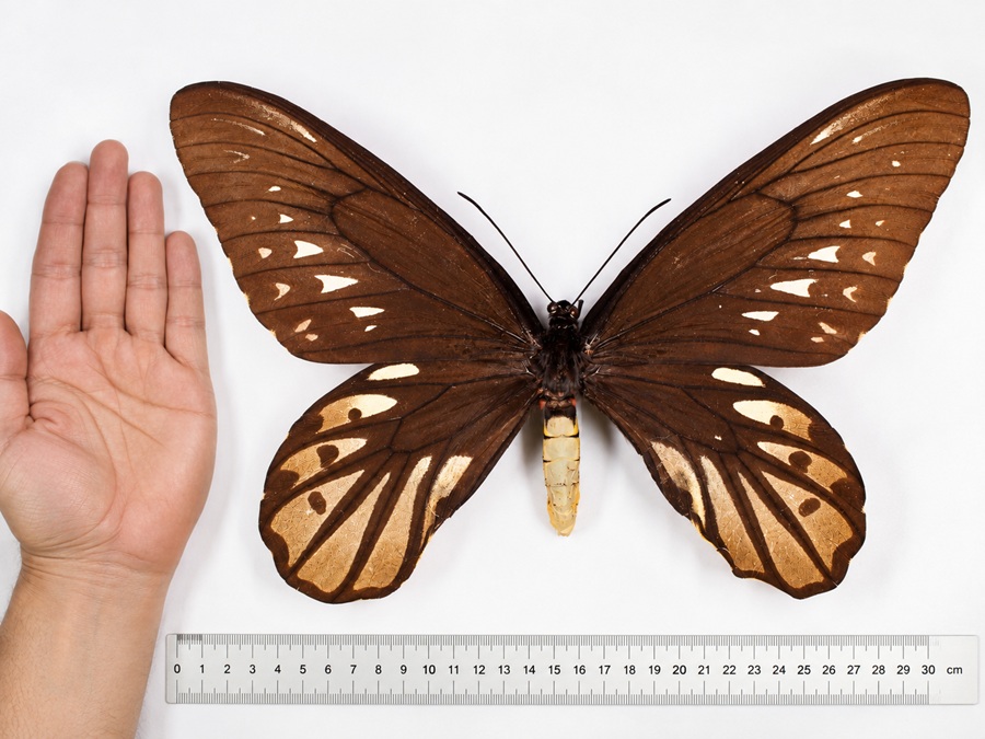Samica Ornithoptera alexandrae z rozłożonymi skrzydłami, obok ludzkiej dłoni