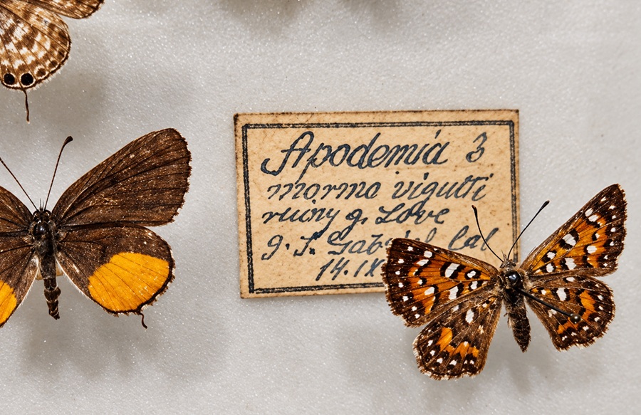 Oryginalny okaz z kolekcji Muzeum Motyli we Władysławowie z zachowaną historyczną etykietą. Fot. Muzeum Motyli.