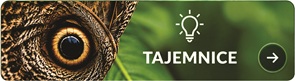 Tajemnice owadów – niezwykłe zjawiska i ciekawostki o owadach